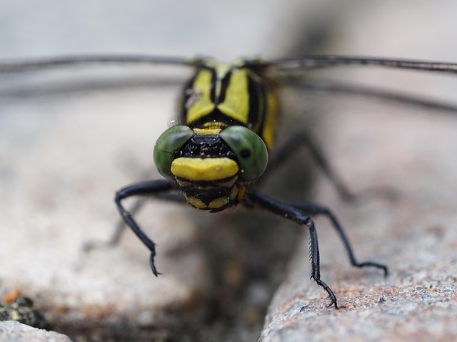 Free Dragon-Fly Insects photo and picture