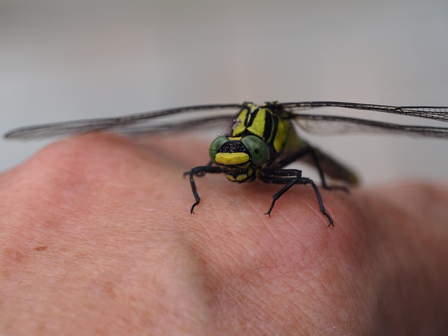 Free Dragon-Fly Insects photo and picture