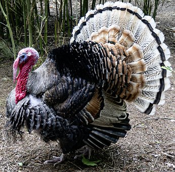 Free Animal Turkey photo and picture