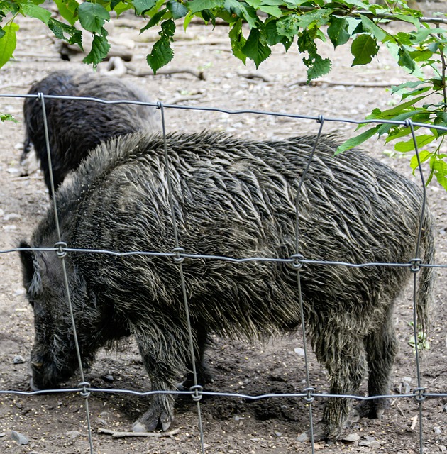 Free Wild Boar Animal photo and picture