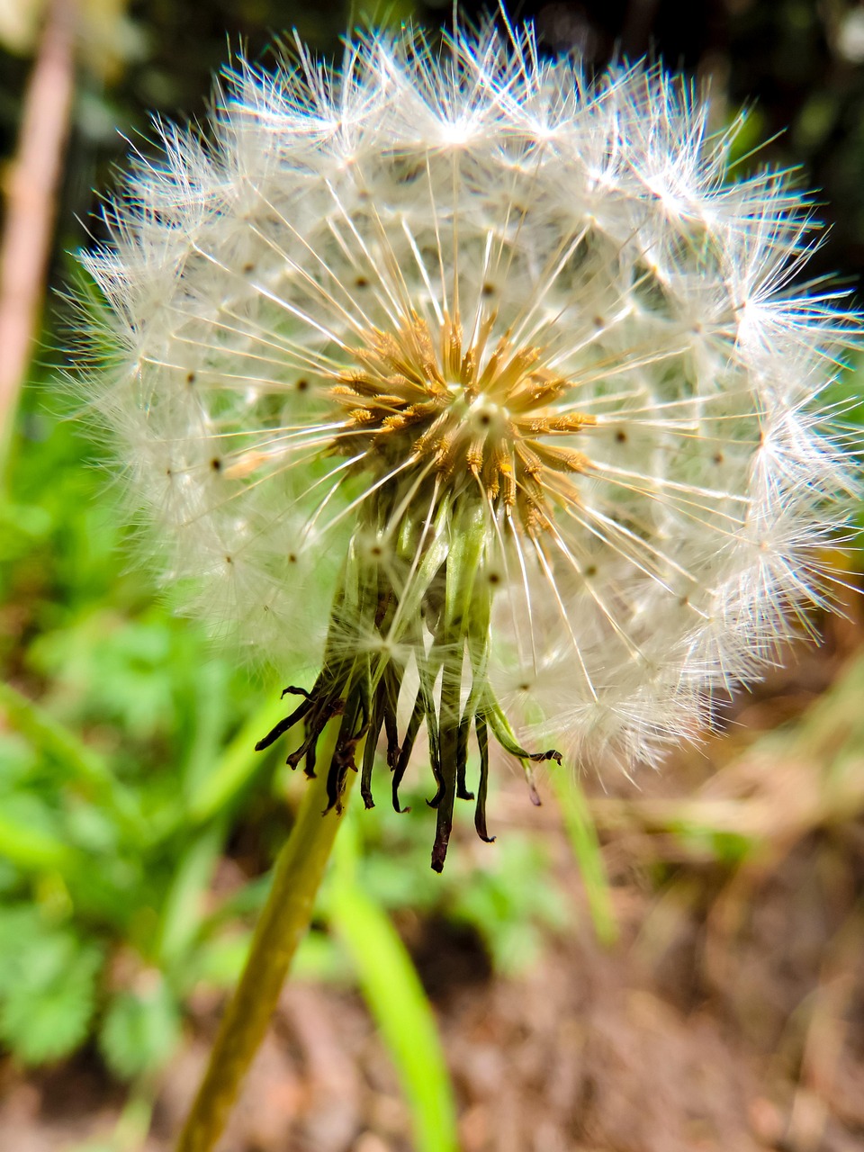 Dandelion Seeds Plant Free Photo On Pixabay Pixabay