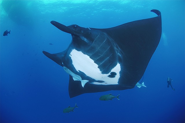 Free Manta Mexico photo and picture