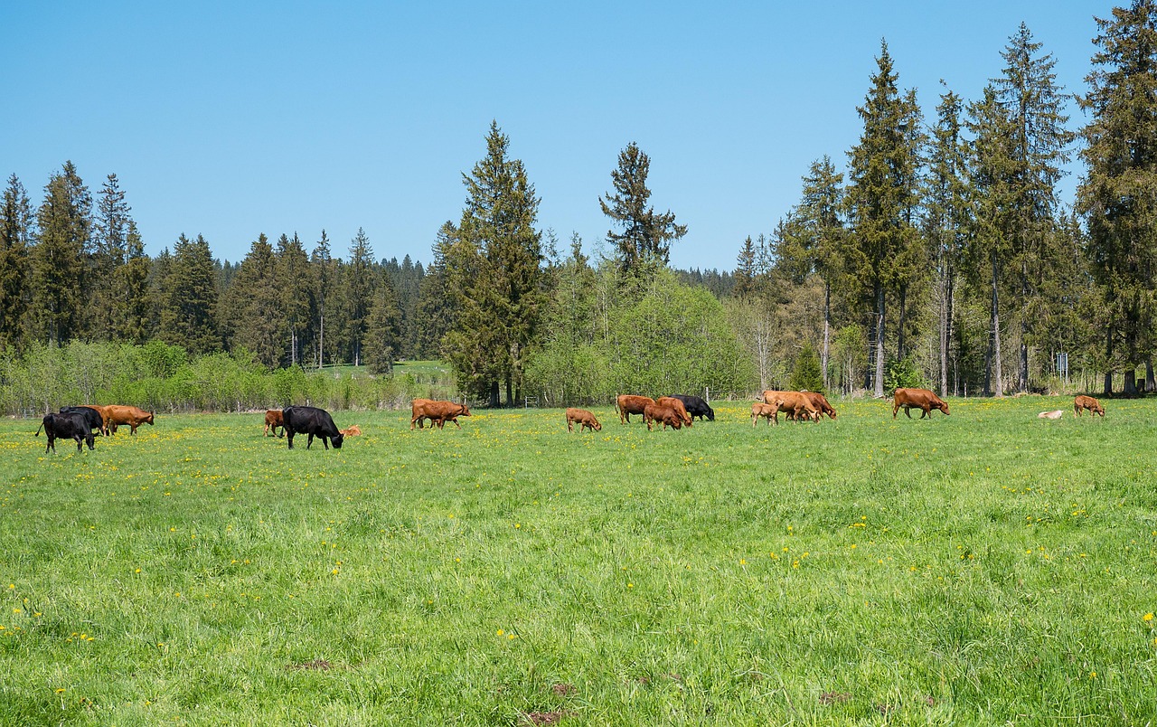 Jura Hike - free online jigsaw puzzle photo
