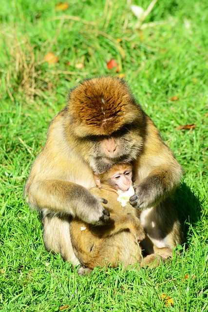 Free Monkeys Barbary Macaques photo and picture