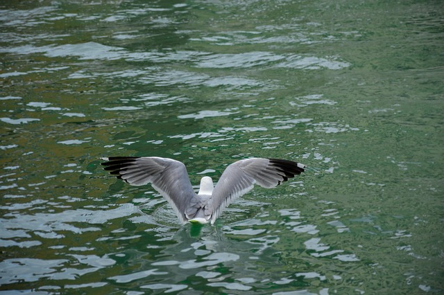 Gaviota, Alas, Vuelo, Mar, Naturaleza