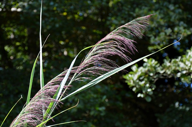 Hierba, Violeta, Naturaleza, Jardín