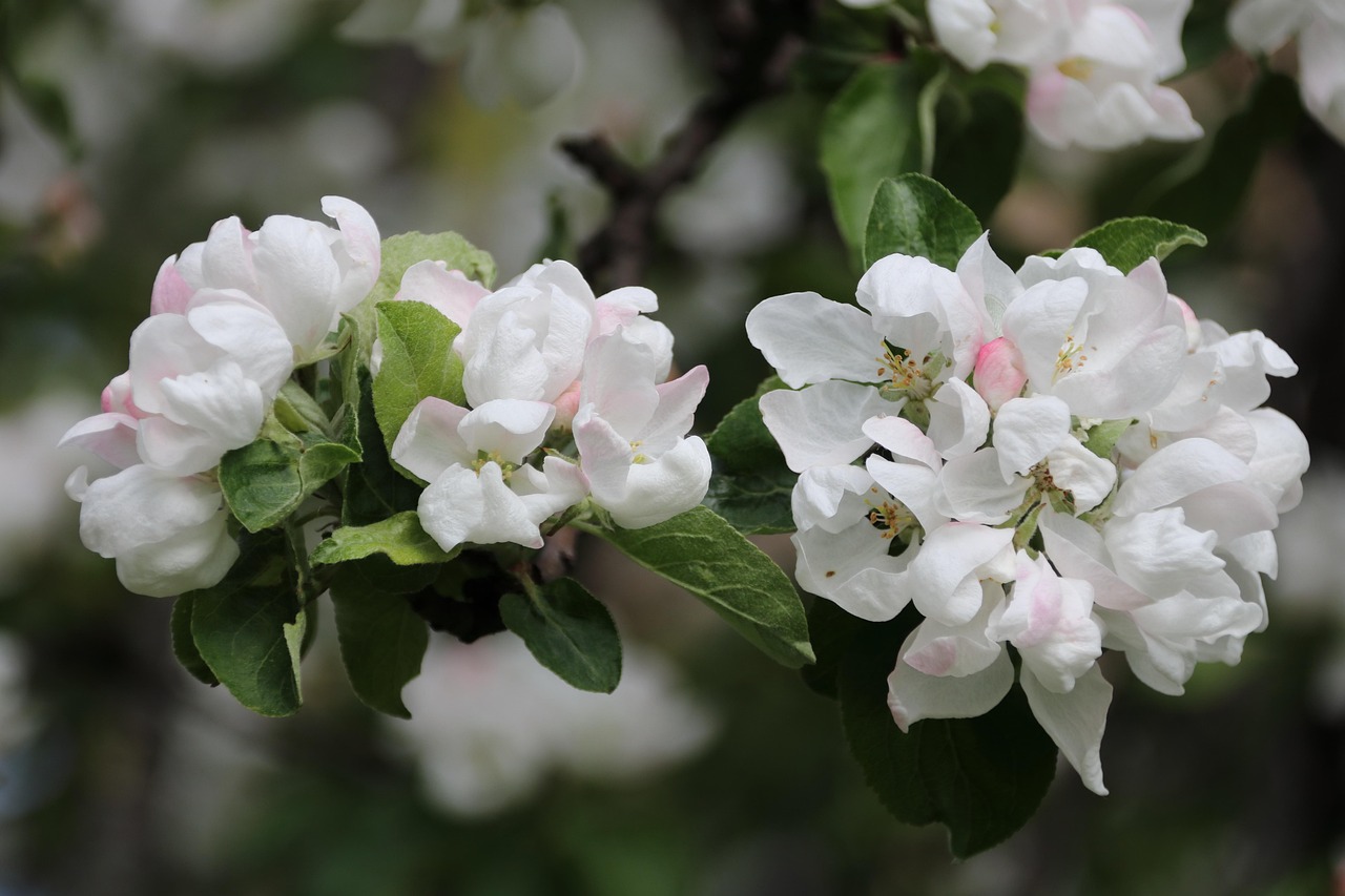 Apple Tree Bloom Spring Free photo on Pixabay Pixabay