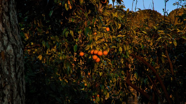 Naranjas, Jardín, Oscuridad, Naturaleza