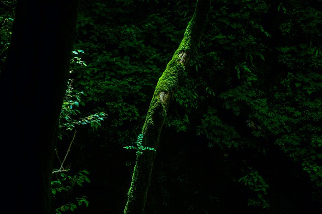 Bosque, Oscuro, Verde, Naturaleza