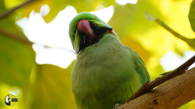 Free Parrot Nature photo and picture