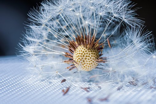 Download free HD stock image of Dandelion Dandelion Seeds Free Dandelion Dandelion Seeds photo and picture
