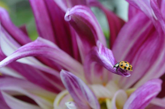 Lady Bug, Dahlie, Blütenblatt, Rosa