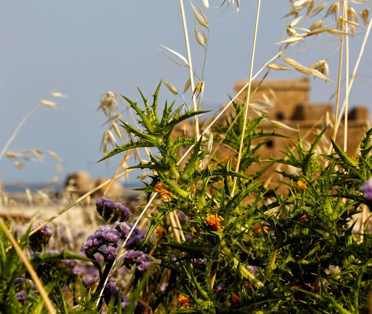 Rumput Duri Kastil Liar - Foto gratis di Pixabay - Pixabay