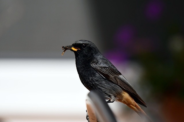 Free Bird Rusty-Tailed photo and picture