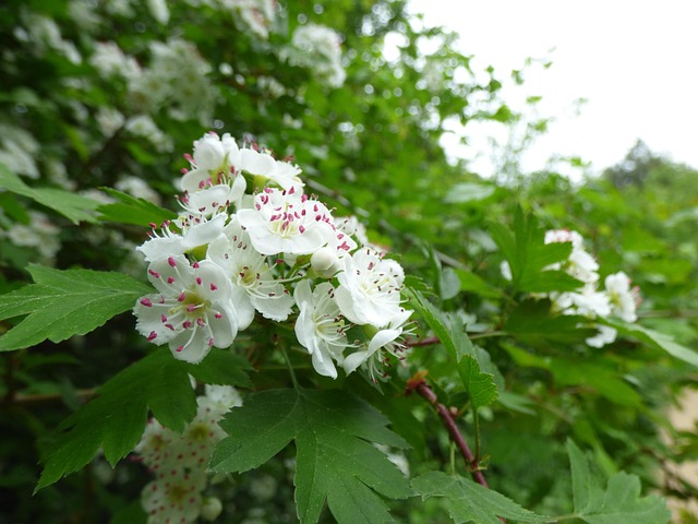 Espinheiro-Alvar, Cor, Branco, Madeira
