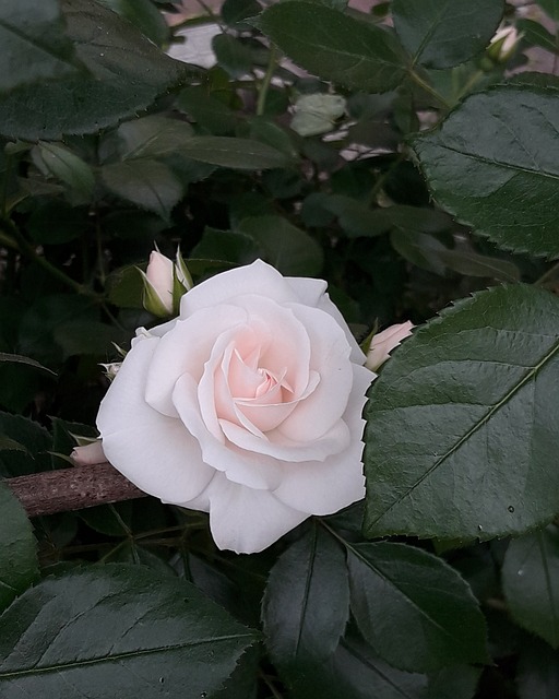 Free Pink Purity photo and picture