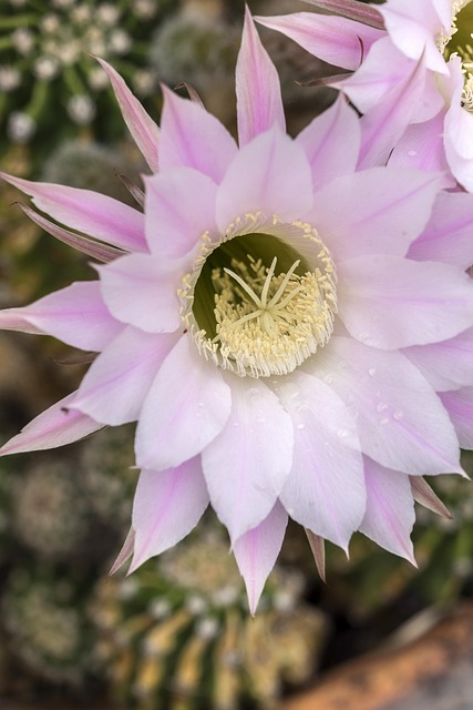 Blomst, Kaktus, Smukke Blomster, Planter