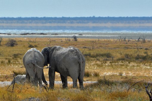 Free Namibia Elephant photo and picture