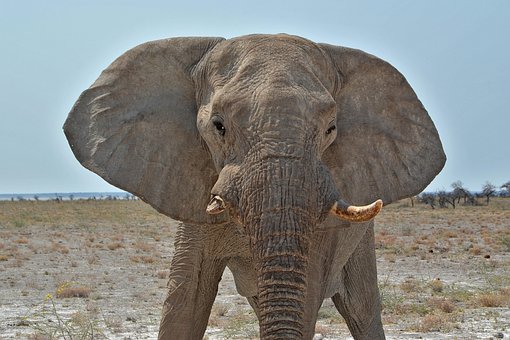 Free Namibia Elephant photo and picture