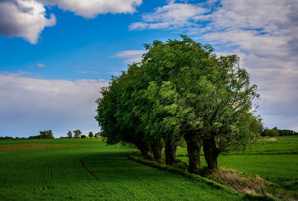 Trees View Landscape - Free photo on Pixabay