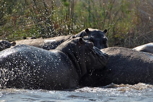 Free Okavango Hippos photo and picture