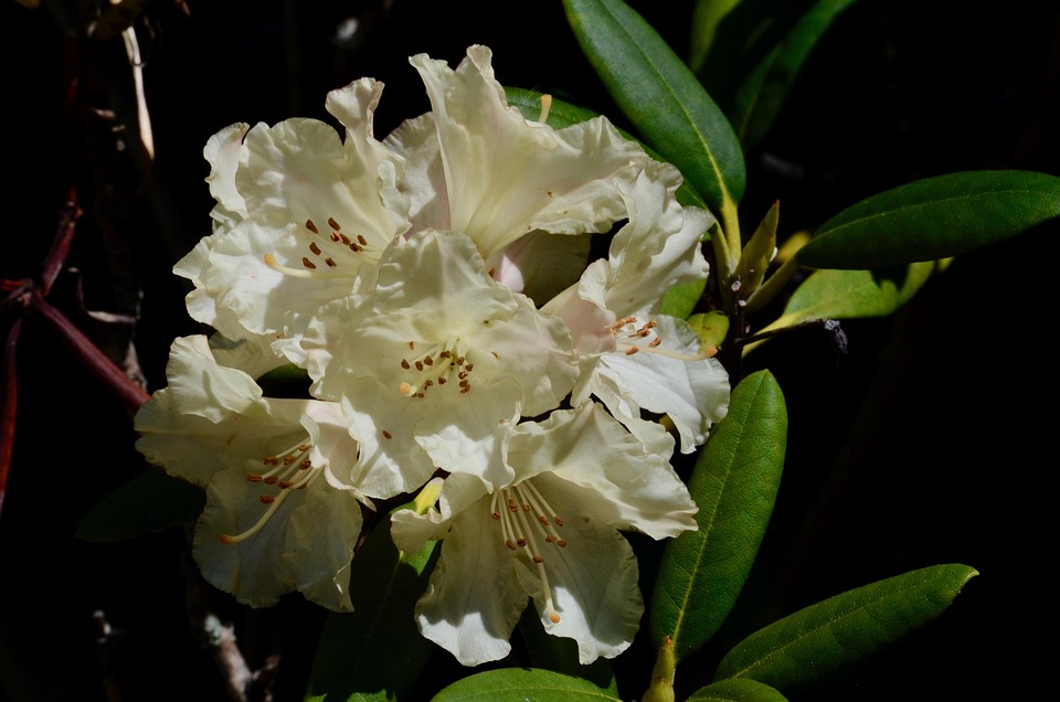 Rhododendron Fleur Arbuste Le - Photo gratuite sur Pixabay - Pixabay