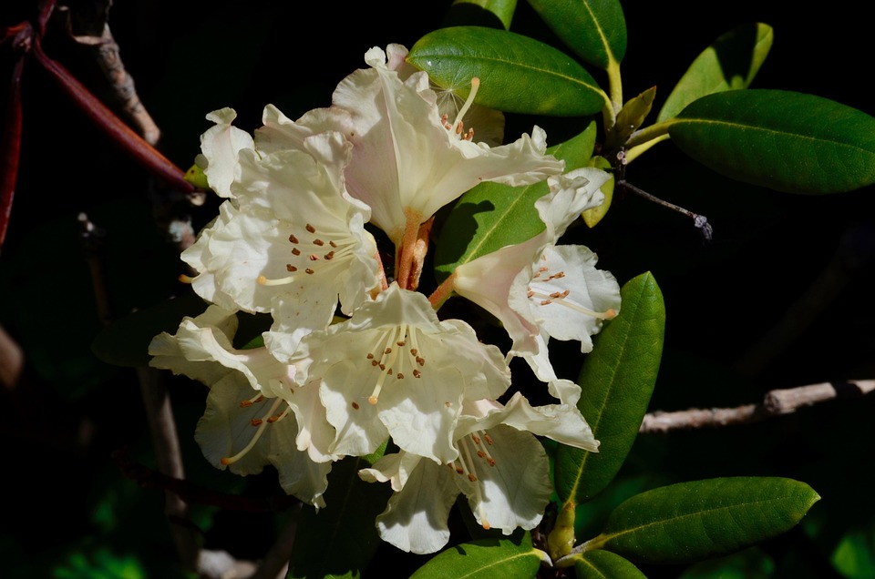 Rhododendron Fleur Arbuste Le - Photo gratuite sur Pixabay - Pixabay