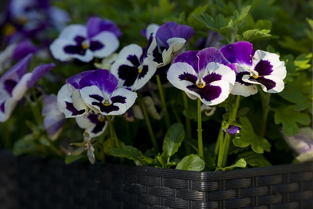 Free Flower Sunset photo and picture
