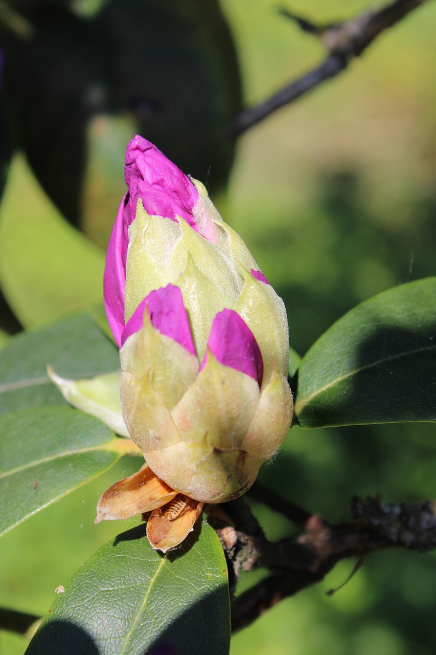 Rhododendron Rhododendron-Knospen - Kostenloses Foto auf Pixabay
