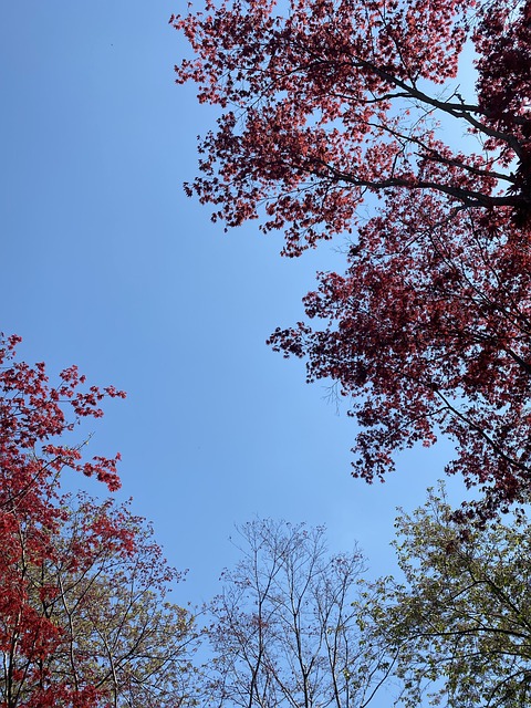 Free The Photo Autumn Leaves photo and picture