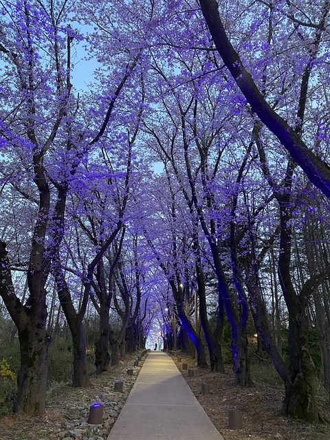 Free Yeongjongdo Naked Trees photo and picture