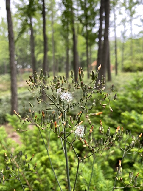 Free Forest Kindergarten Wildflower photo and picture