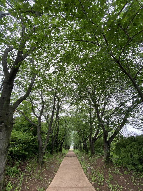 Free Road Naked Trees photo and picture