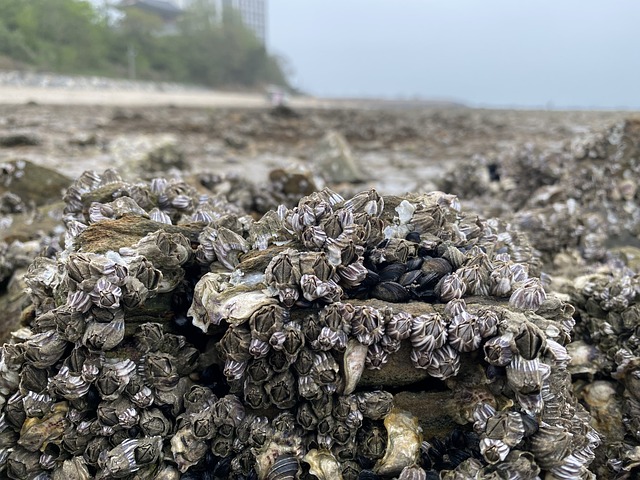 Free Yeongjongdo Conch photo and picture