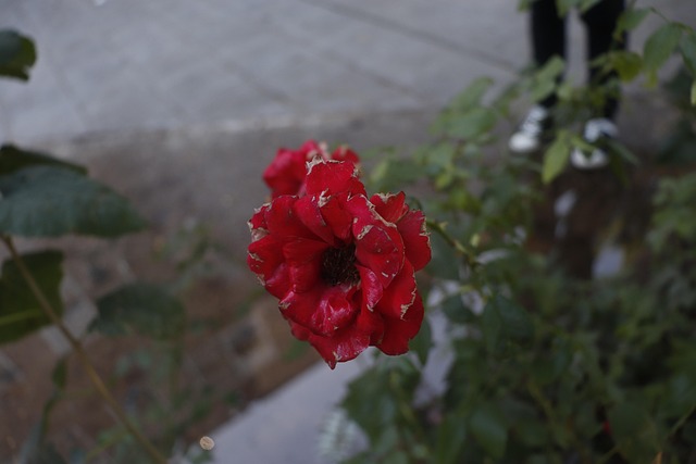 Free Rose Flower photo and picture