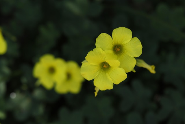 Free Flower Yellow photo and picture