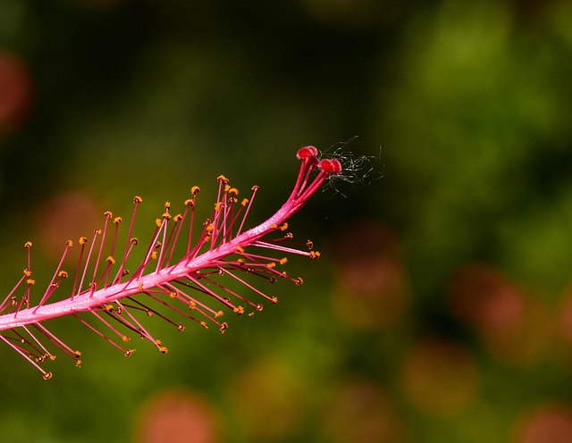 Free Hibiscus Red Flower photo and picture