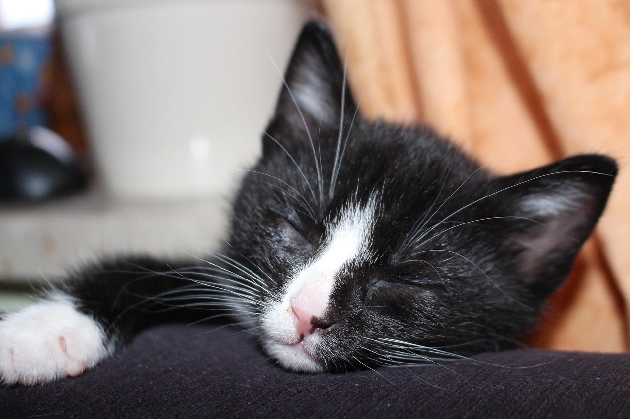700+ kostenlose Katzenbaby und Haustier-Bilder - Pixabay