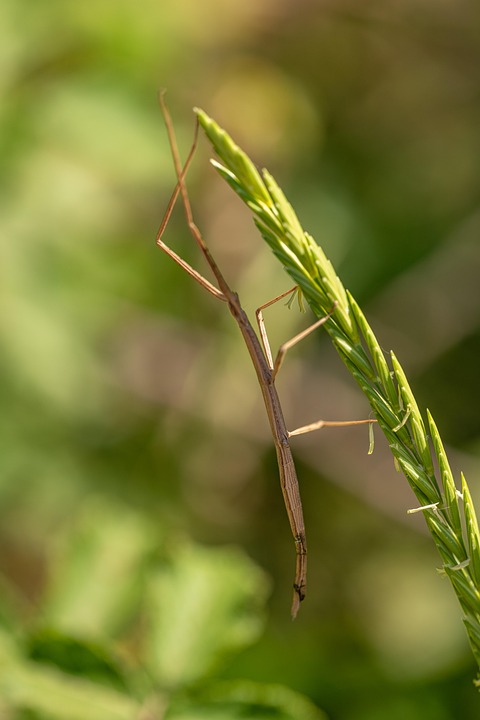 Insecto Palo Hierba - Foto gratis en Pixabay