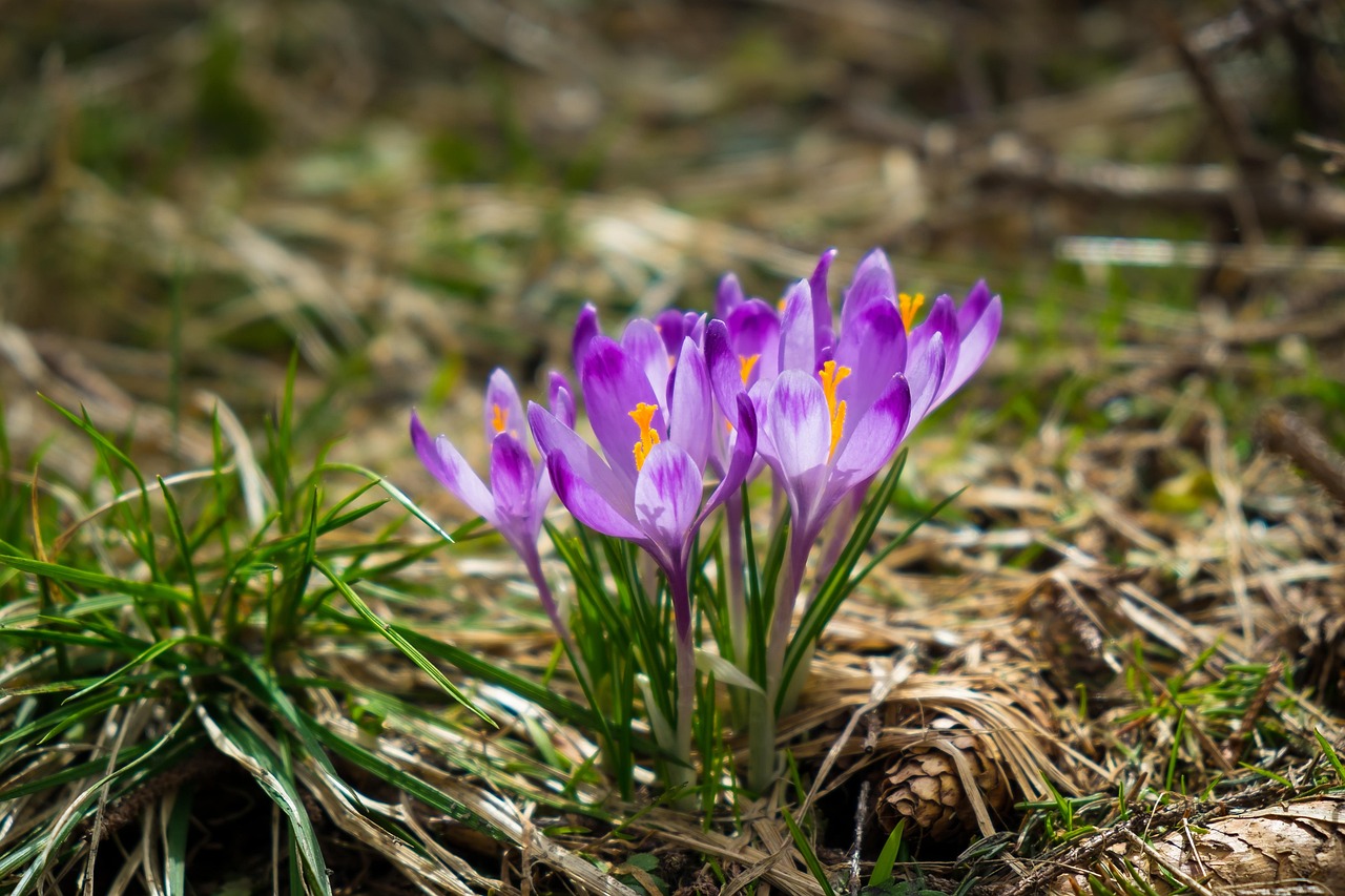 Mountains - free online jigsaw puzzle photo