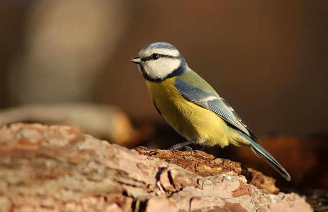 Free Birds Nature photo and picture