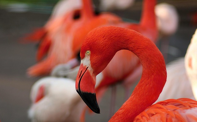 Free Flamingos Birds photo and picture