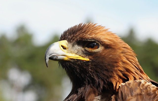 Free Eagle Predators photo and picture