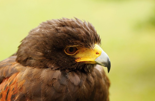 Free Buzzard Harris Predators photo and picture
