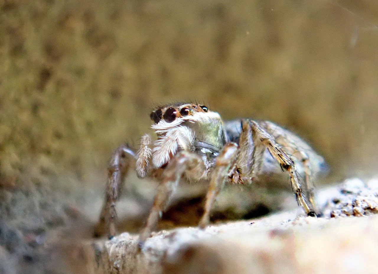 Araña Insecto Jumping Spider - Foto gratis en Pixabay - Pixabay
