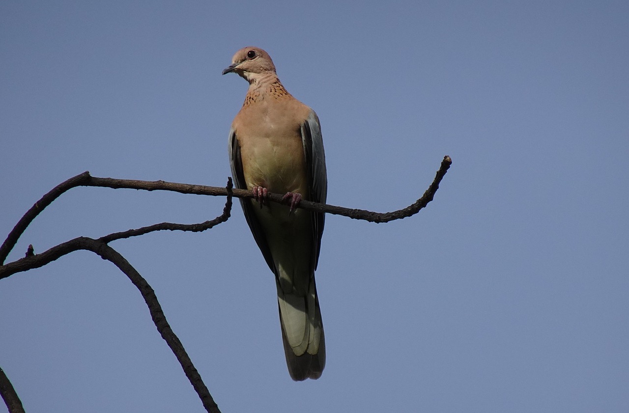 Paloma Pájaro Riendo - Foto gratis en Pixabay - Pixabay