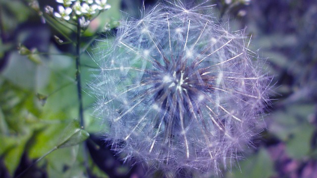 Free Flower Magic photo and picture