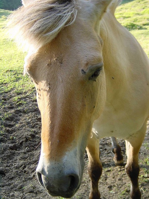 Free Horse Animals photo and picture