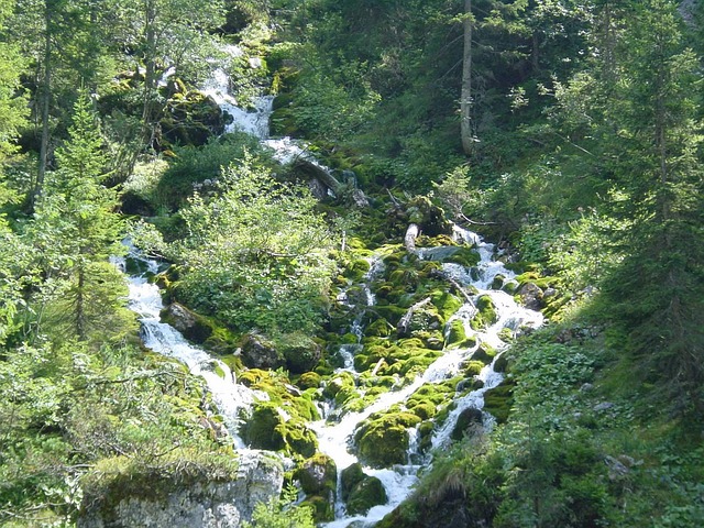 Free Canyon Forest photo and picture