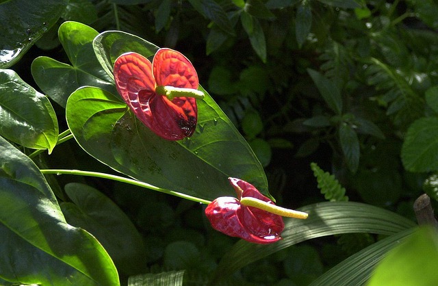 Free Flower Nature photo and picture